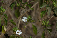 Petalidium barlerioides